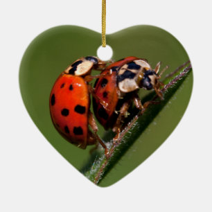 Verliebte Marienkäfer Keramik Ornament