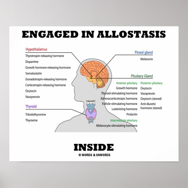 Verlobt in Allostasis Inside (Endokrine Hormone) Poster (Vorne)