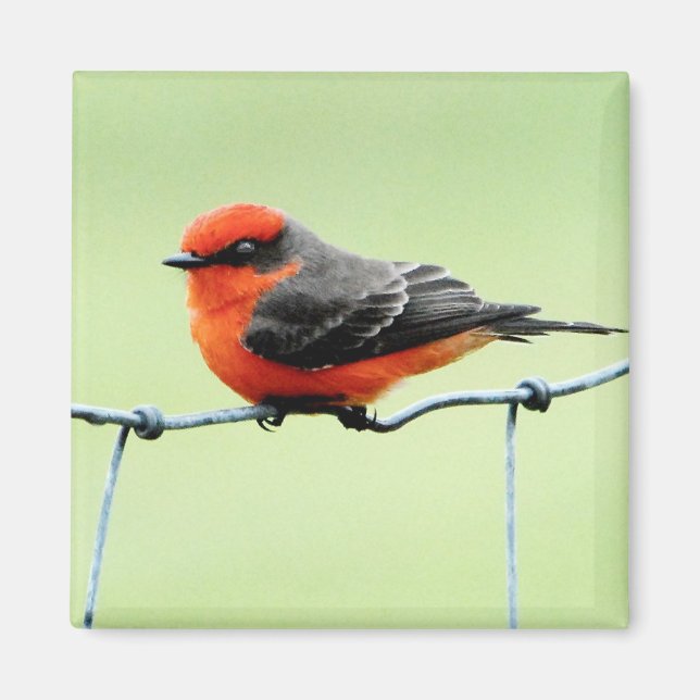 Vermilion Flycatcher - Magnet (Vorne)