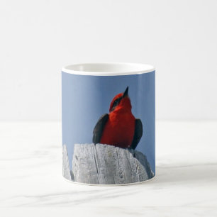 Vermillion Flycatcher gegen Kaffee-Tasse des Kaffeetasse