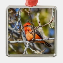 Vermillion Flycatcher