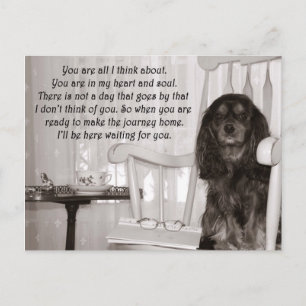 Vermisse Dich: Eine Cavalier King Charles Spaniel  Postkarte