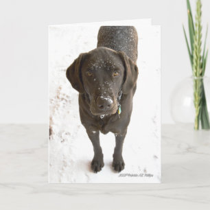 Vermisse Dich Schokoladen-Labrador-Hund-Fotografie Karte