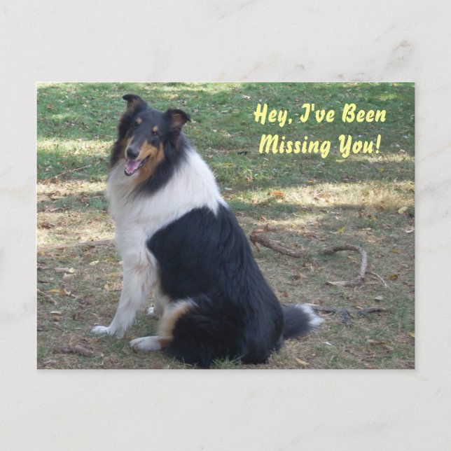 Vermisst du Collie! Postkarte (Vorderseite)