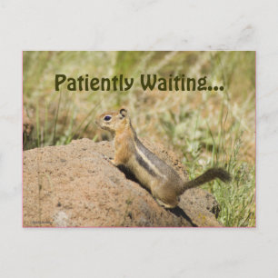 Vermisst Niedlicher Chipmunk auf einem Rock-Foto Postkarte