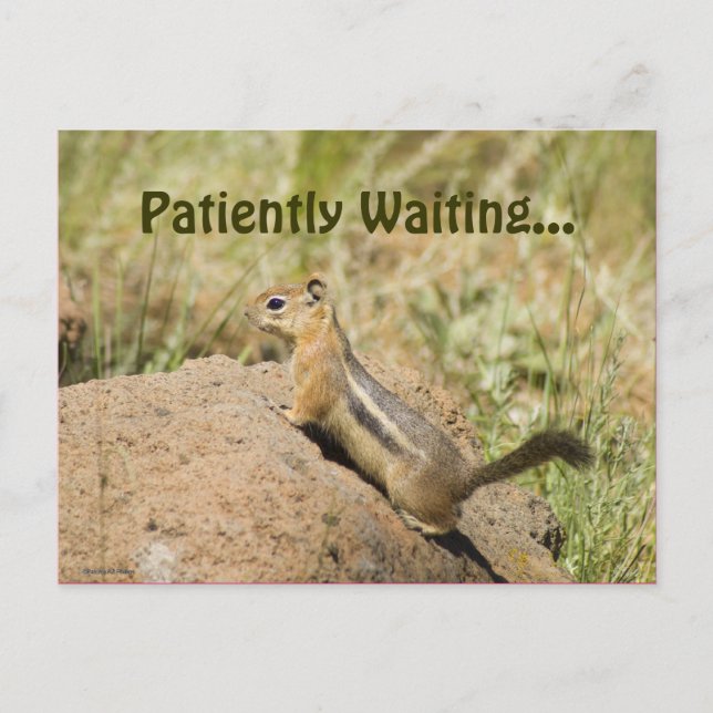 Vermisst Niedlicher Chipmunk auf einem Rock-Foto Postkarte (Vorderseite)