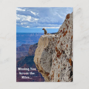 Vermisst Sie: Eichhörnchen beim Grand Canyon North Postkarte