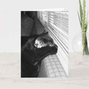 Vermisste Black Cat Card Karte