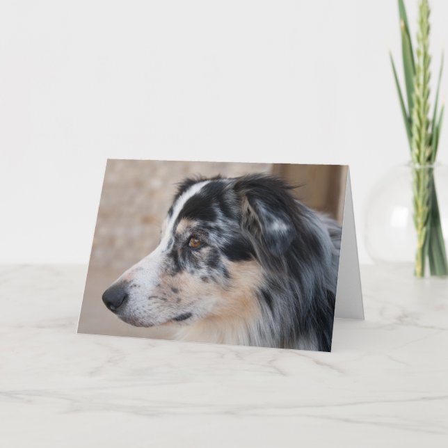 Vermisste Fotovorlage für Australische Schäferhund Karte (Vorderseite)