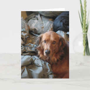 Vermisste Hundekarte Karte