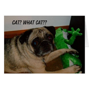 Vermisste Katzen-Karte