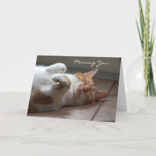 Vermisste Niedliche Katze Karte