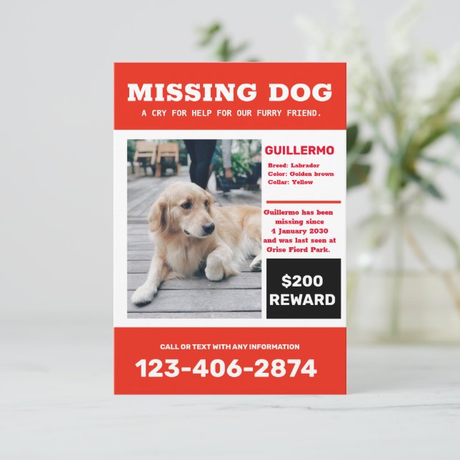 Vermisster Hund Foto und Plakat Einladung (Stehend Vorderseite)