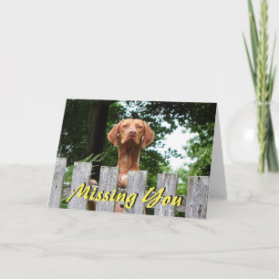 Vermisster Vizsla Hund "kardieren Sie" Karte
