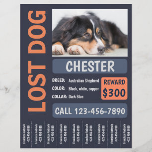 Vermisstes Bonusposter für verlorene Hunde Flyer