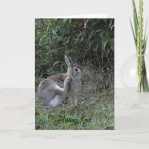 Vermisstes Sie/Kaninchen Karte