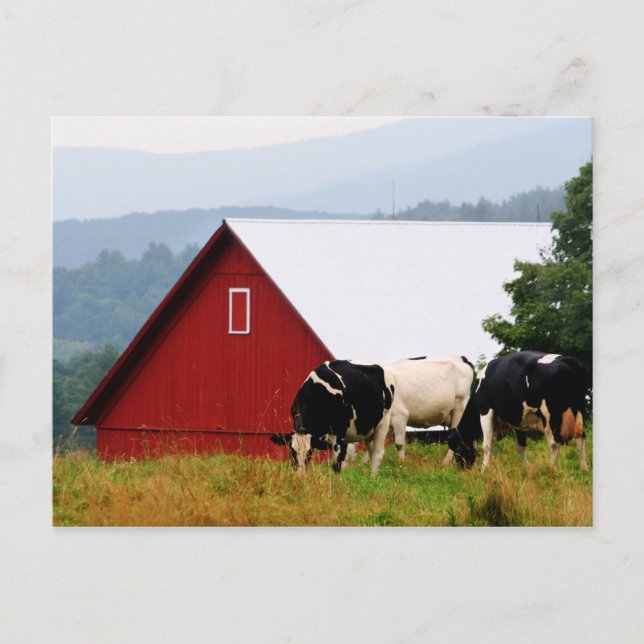 Vermont Cow Farm Postkarte (Vorderseite)