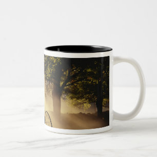 Vermont, Northeast Kingdom, Sonnenlicht fällt Zweifarbige Tasse