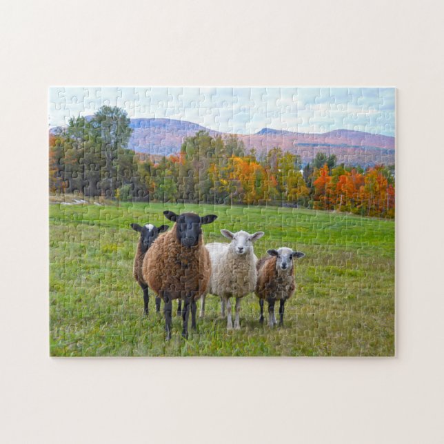 Vermont Sheep im Herbst (Horizontal)