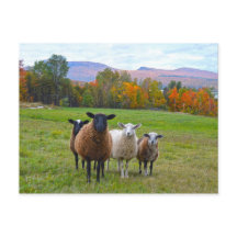 Vermont Sheep im Herbst