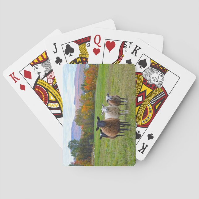 Vermont Sheep im Herbst Spielkarten (Rückseite)