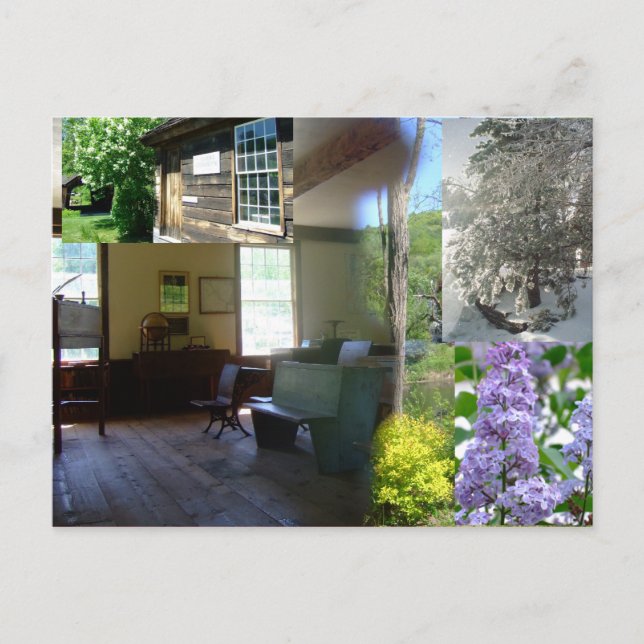Vermont Spring Beauty Postkarte (Vorderseite)