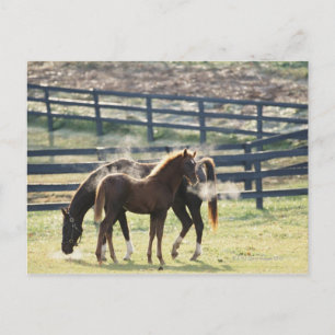 Vermont, USA Postkarte