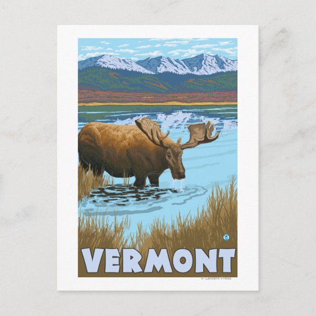 VermontMoose Drink im See Postkarte (Vorderseite)