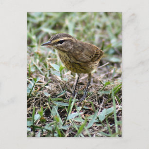 Vero Bird Foto Postcard Postkarte