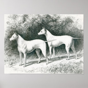 Vero Shaws White English Terriers Poster