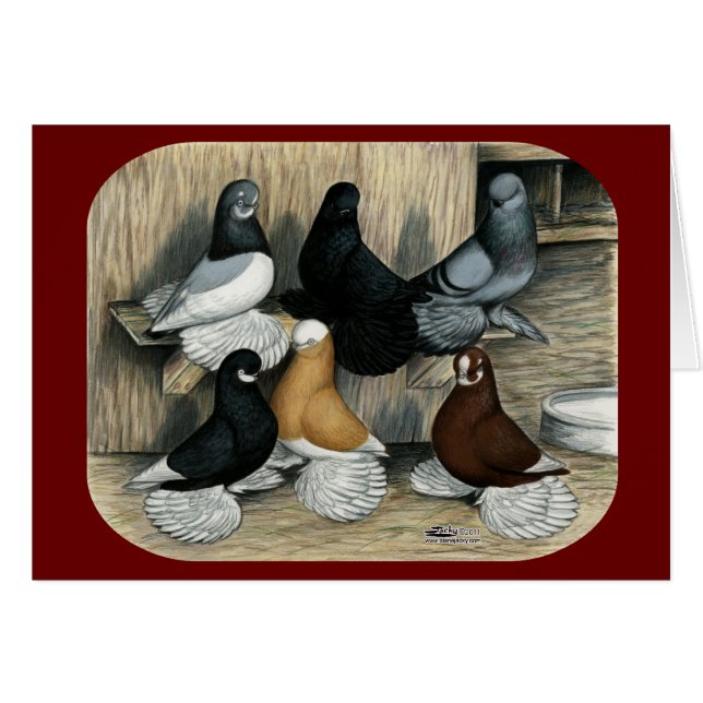 Verpfuschte Trommel-Tauben (Vorderseite (Horizontal))