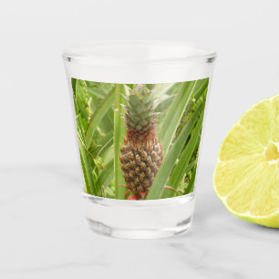 Verre A Shot Ananas sauvage Fruit tropical dans la nature