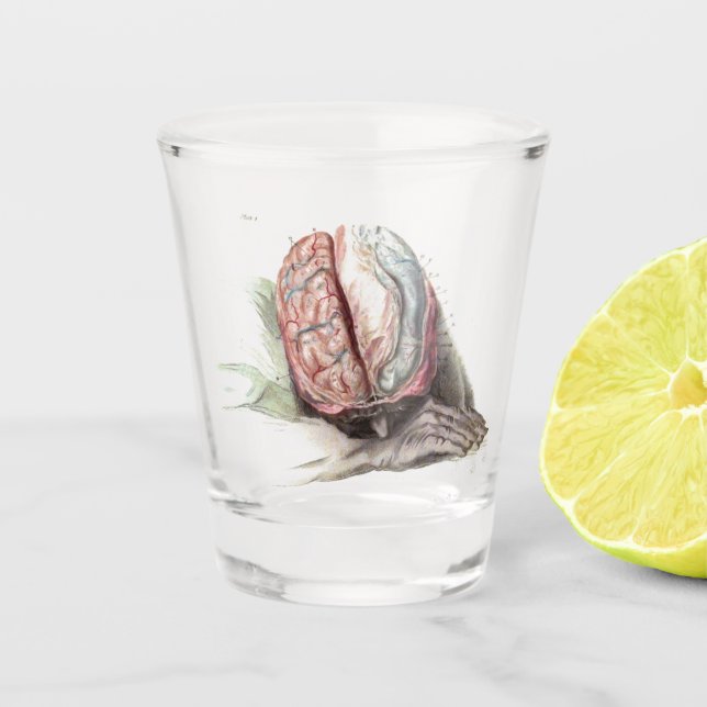 Verre A Shot Anatomie de cerveau (Devant)