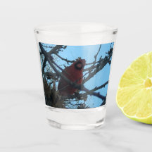 Cardinal