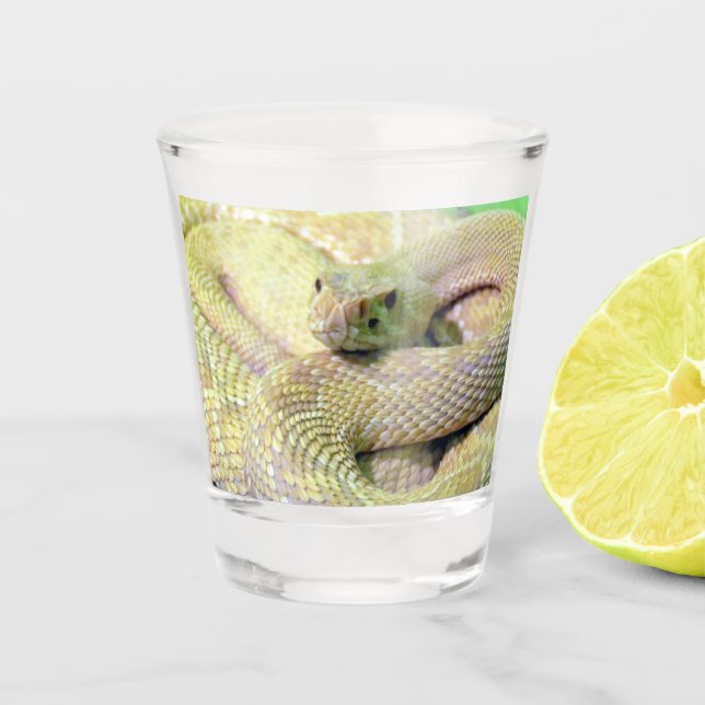Verre A Shot Crotale albinique Vitre de tir (Devant)