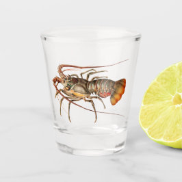 Verre A Shot Homard de roche - Panulirus Regis