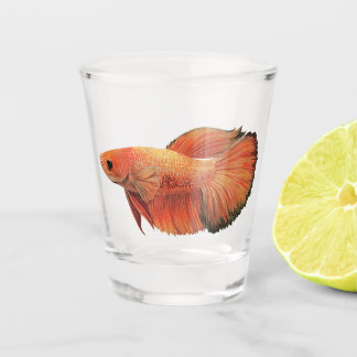 Verre A Shot illustration de betta mâle orange