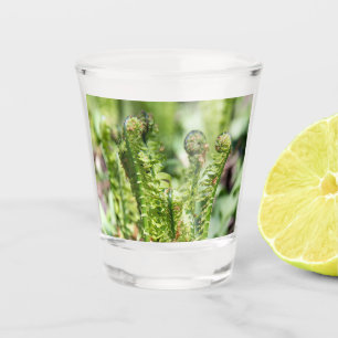 Verre A Shot Jeune fougère qui s'éveille dans le jardin  