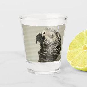Verre A Shot Joli perroquet gris Congo-Africain