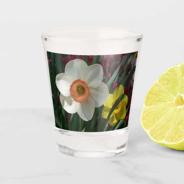 Verre A Shot Pair of Daffodils Pink and Yellow Spring Flowers (Devant)