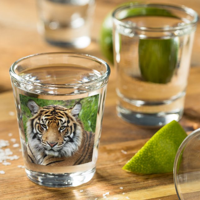 Verre A Shot Photo Big Cat Sumatran Tiger (In Situ)