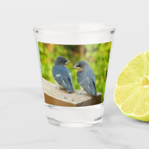 Verre A Shot Photographie de bébé hirondelles de cheminée dans