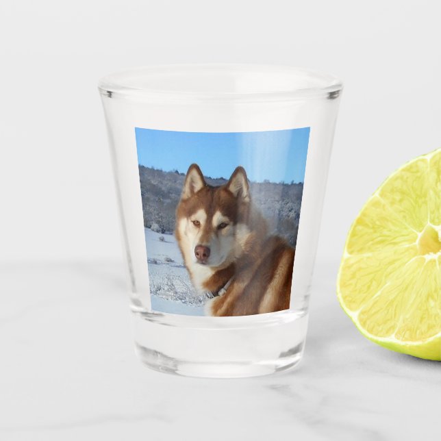 Verre A Shot siberian-husky-red and white (Devant)