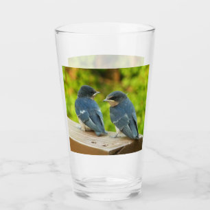 Verre Bébé Grange hirondelle Nature Oiseau Photographie