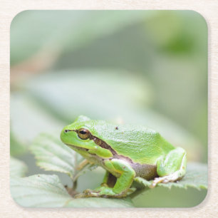 Verre Carré Grenouille d'arbre européenne dans les dessous de