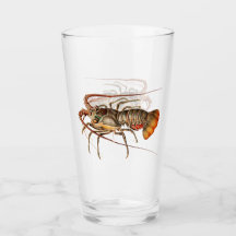 Homard de roche - Panulirus Regis