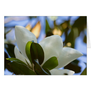 Verre tendu Ciel Magnolia Sud Cadeaux Vêtements