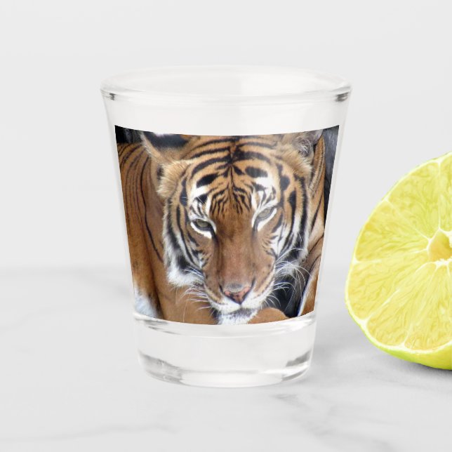 Verre Tiger (Devant)