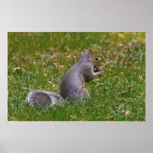 Verrückte Eichhörnchen Poster