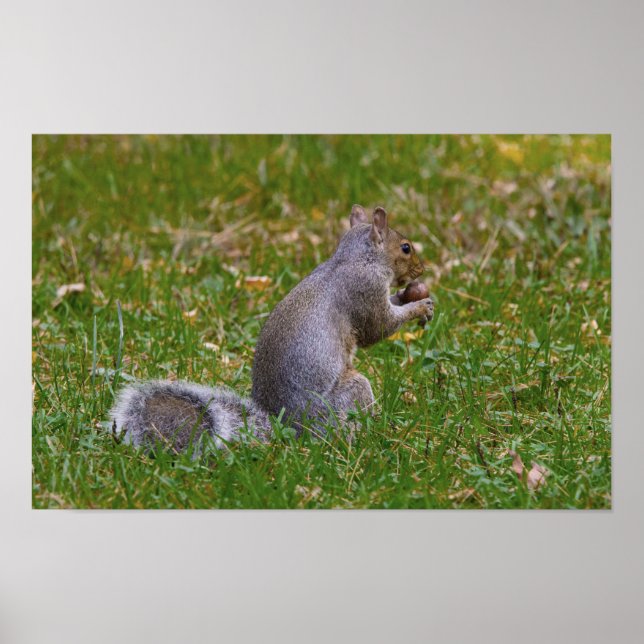 Verrückte Eichhörnchen Poster (Vorne)